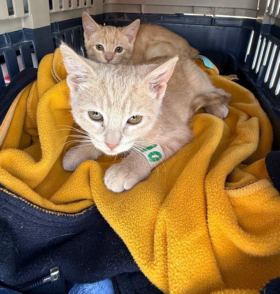 Jornada de Bienestar Animal