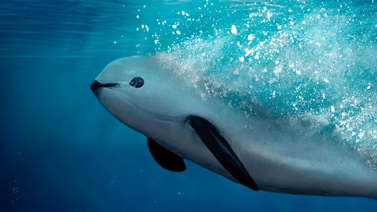 Disminuye 86% el polígono de protección de la vaquita marina y cambian las reglas para la actividad pesquera