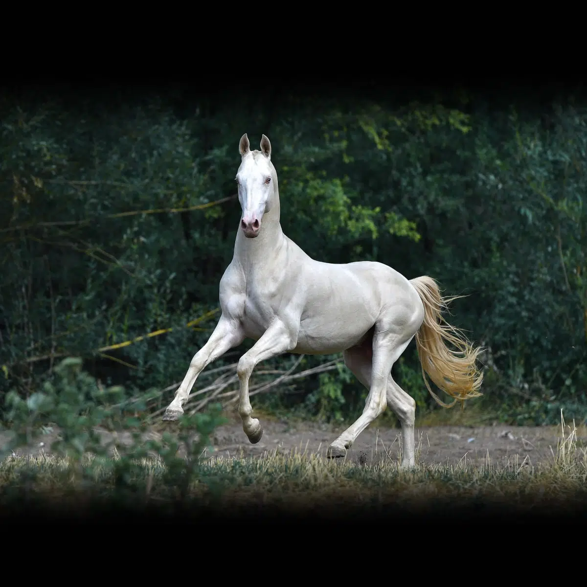 Akhal-Teke Horse Festival