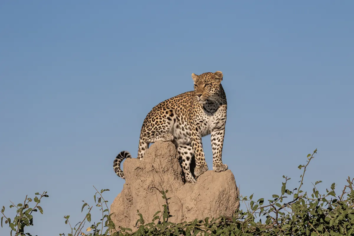 South Africa