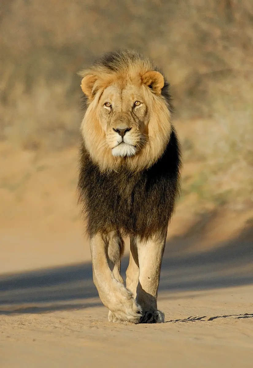 What are the Advantages of Luxury Safari Tour in South Africa?