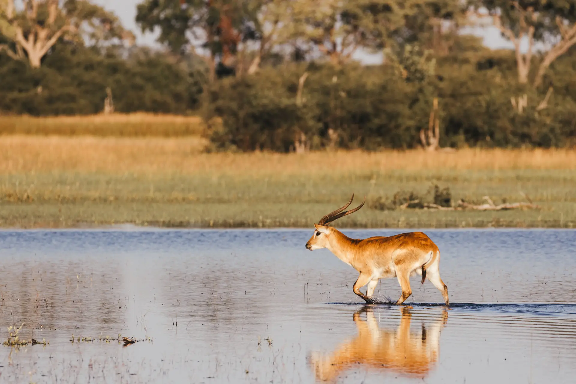 Why Choose Botswana for Luxury Safari?