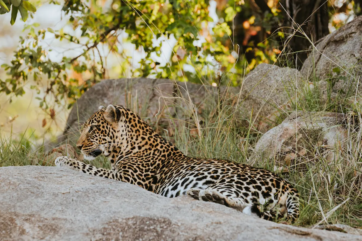 How to Book a Luxury Kenya Safari Tour?