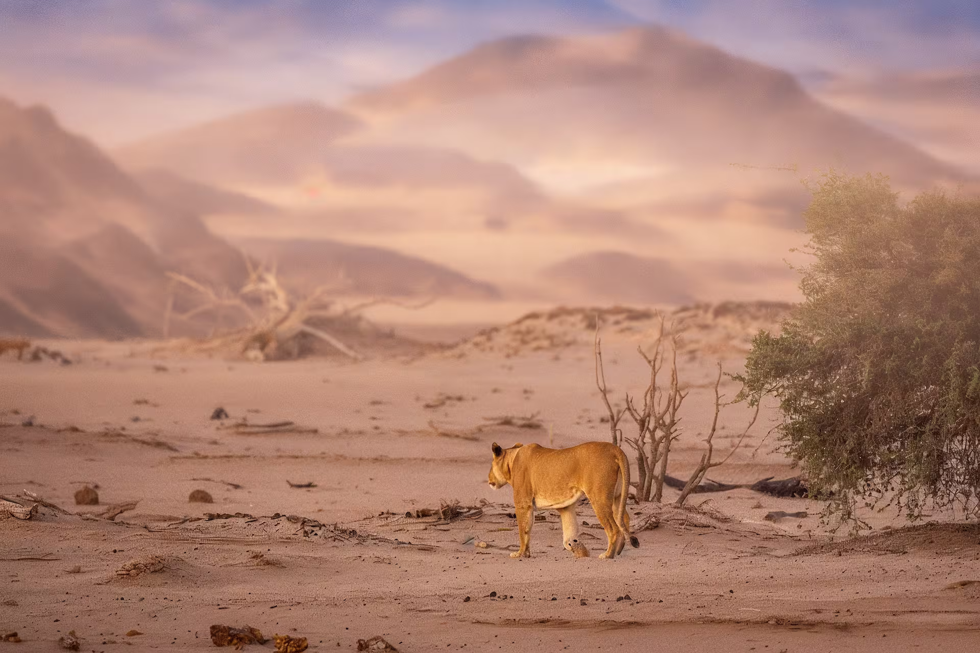 Namibia Luxury Safari