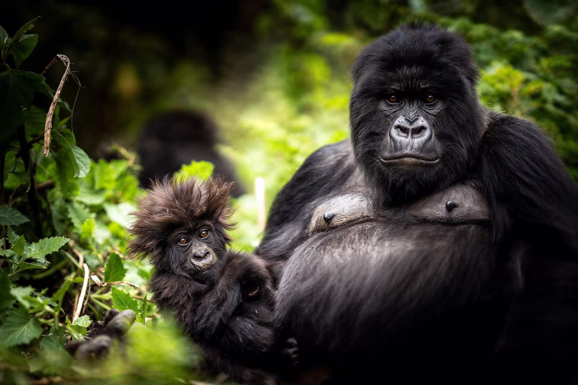 Luxury Safari Rwanda and Gorilla Trekking Tours