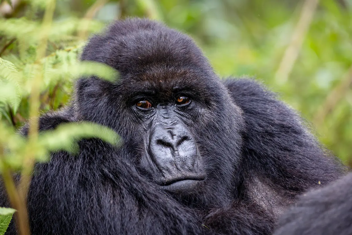 What to Expect during a Luxury Safari Vacation in Rwanda?
