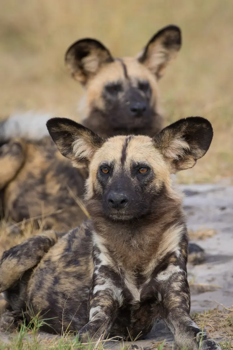 What Exclusive Safari Experience are Available on Luxury Tours in Tanzania?