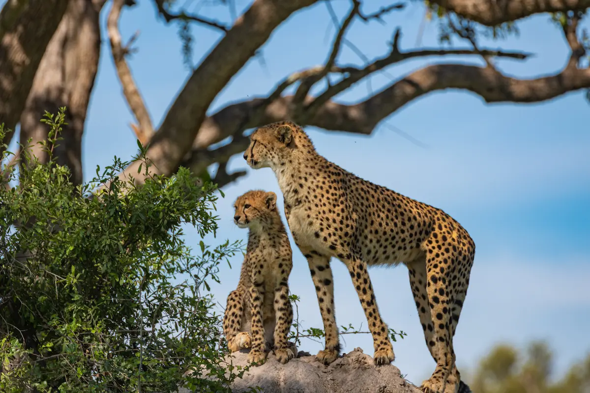 What to Expect on a Luxury Tanzania Safari Vacation?