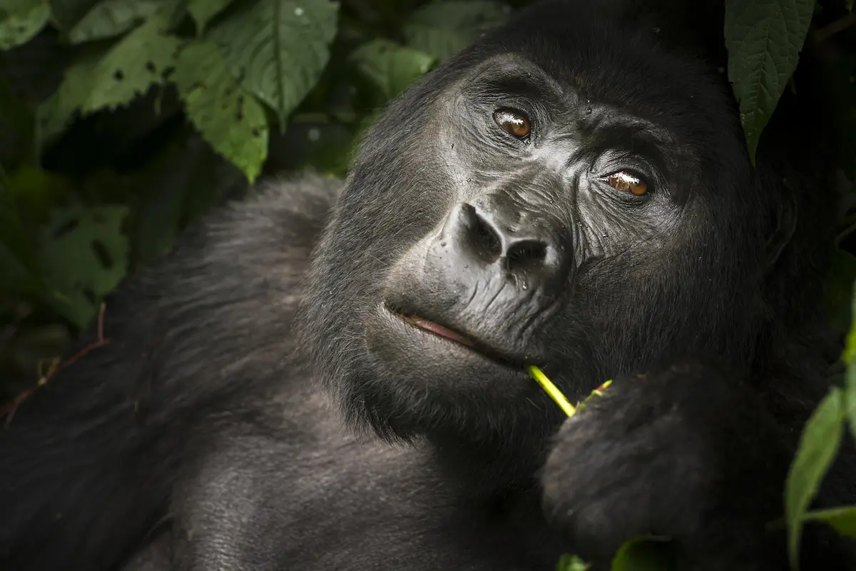 Why Choose Uganda for Luxury Safari Vacation?