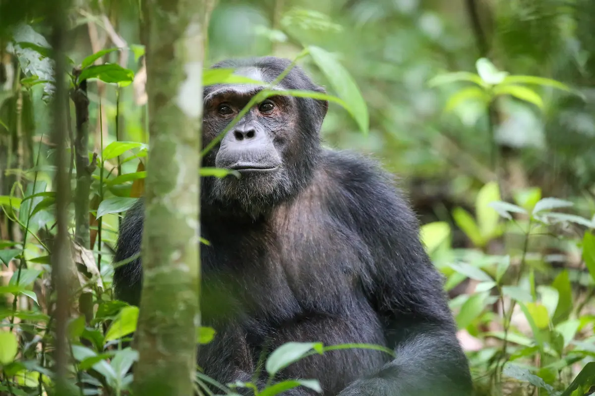 How does a Luxury Safari in Uganda differ from a Standard Safari Experience?
