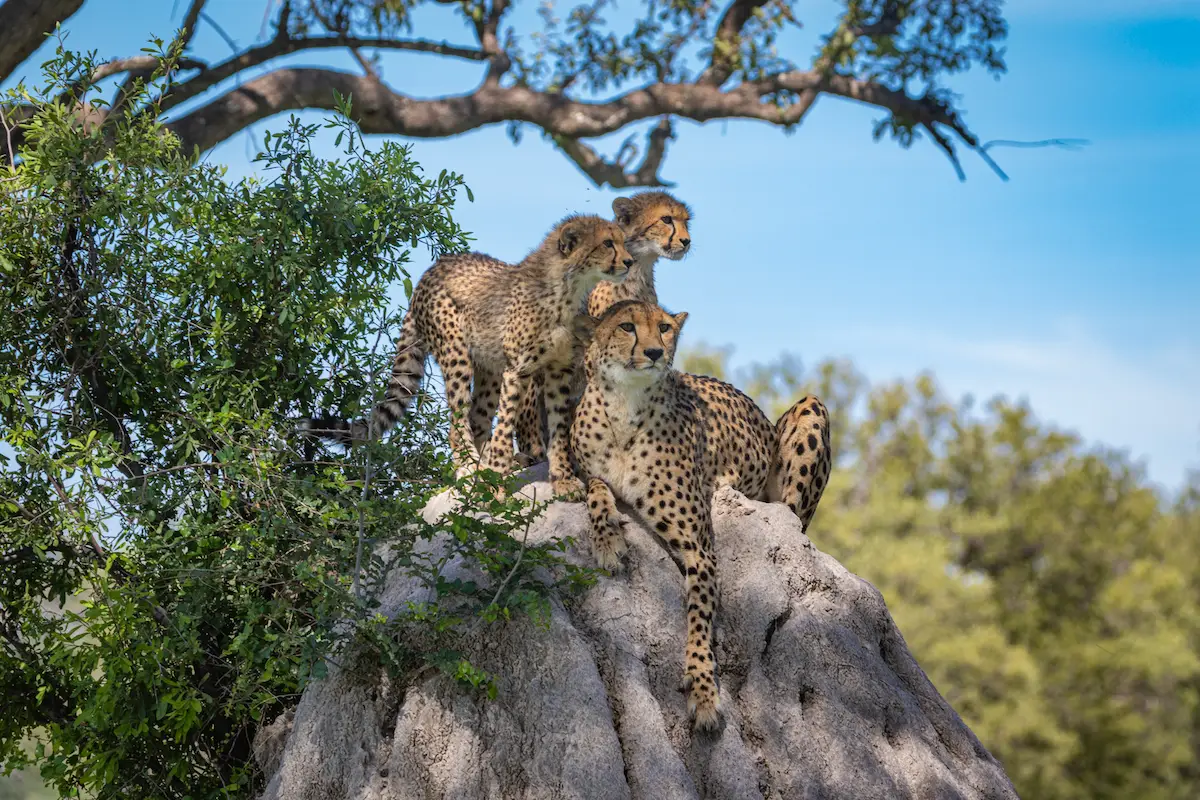 Why Choose Zambia for Luxury Safari?
