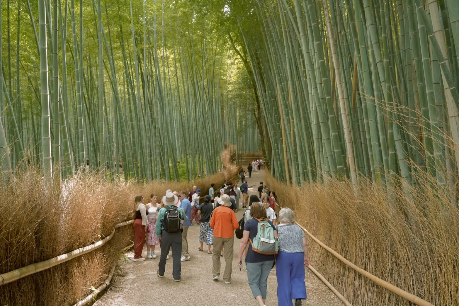 A Quiet Story of Arashiyama’s Bamboo Grove