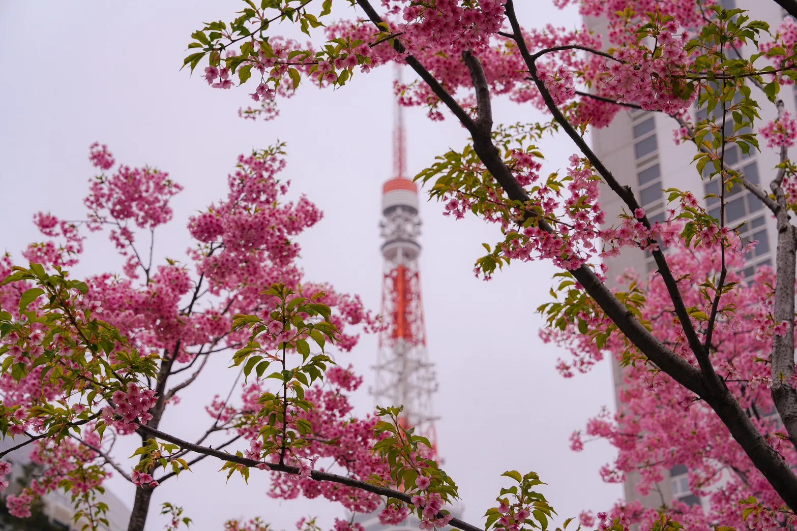 494198838_1490983925632622_6839252490622115002_n