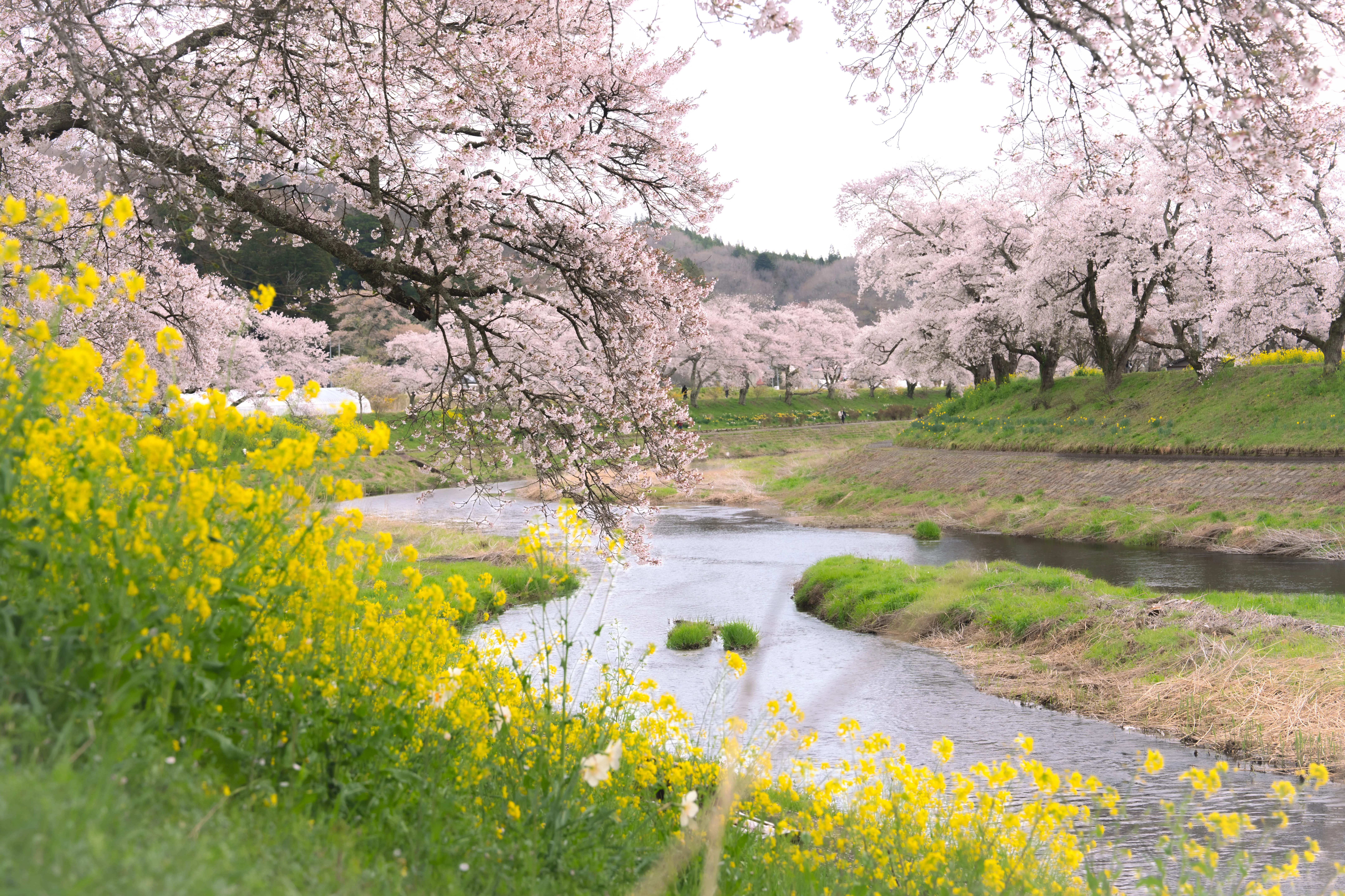 Natsui Senbonzakura (千本桜) — A Thousand Cherry Trees by the River
