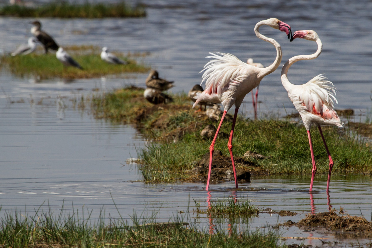 12 Days Birding Safari in Tanzania