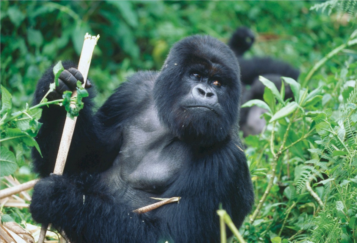 Rwanda Gorilla Trekking Safaris, Wildlife Tour Packages