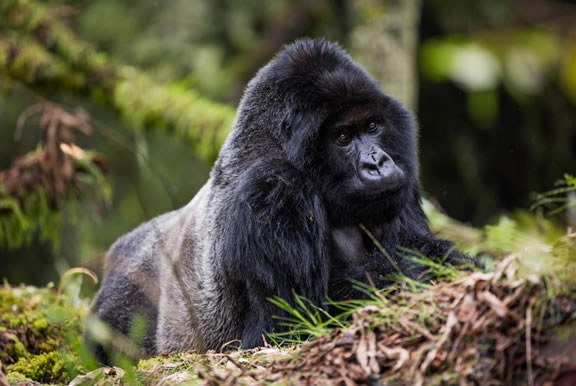 Gorilla Wildlife Safaris