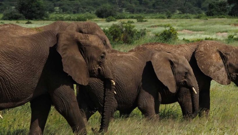 Kenya Wildlife Safaris