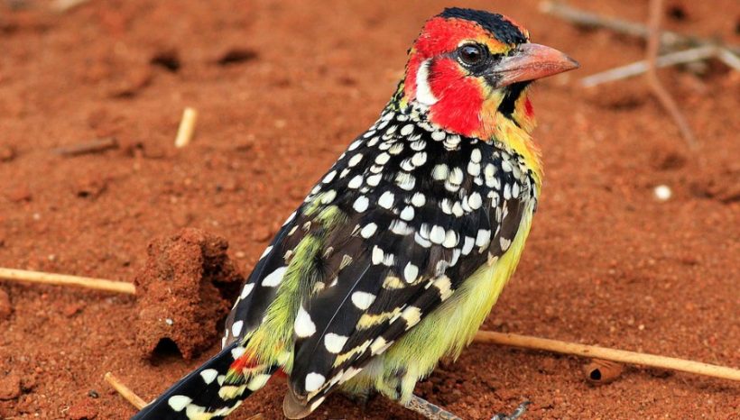 Kenya Birding Safaris