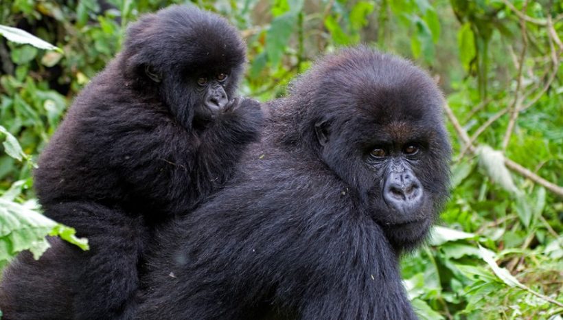 Rwanda Gorilla  Wildlife Safaris