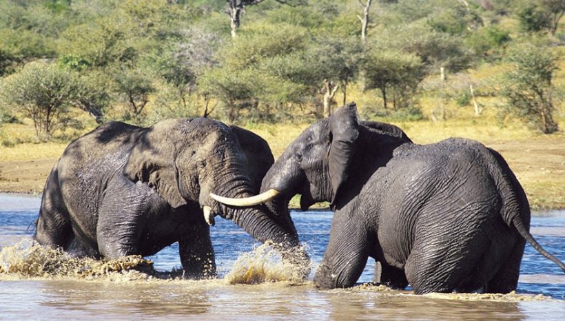 Tanzania Wildlife Safaris