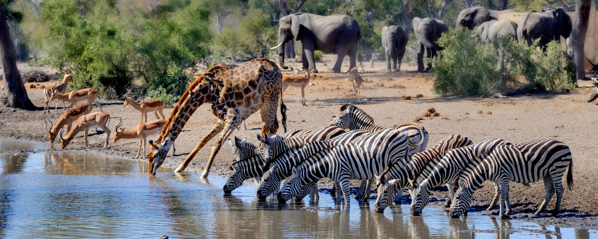 Why Visit Kruger national park in South Africa