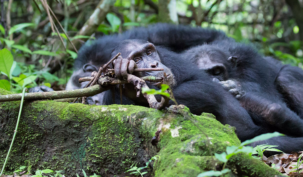Best time for Tanzania chimpanzee tracking in Gombe and Mahale Mountains | Jewel Safaris