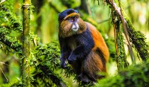 4 Days Rwanda and Uganda Gorillas and Golden Monkeys
