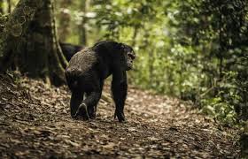 6 Days Safari to Rwanda with Chimps and Golden Monkeys