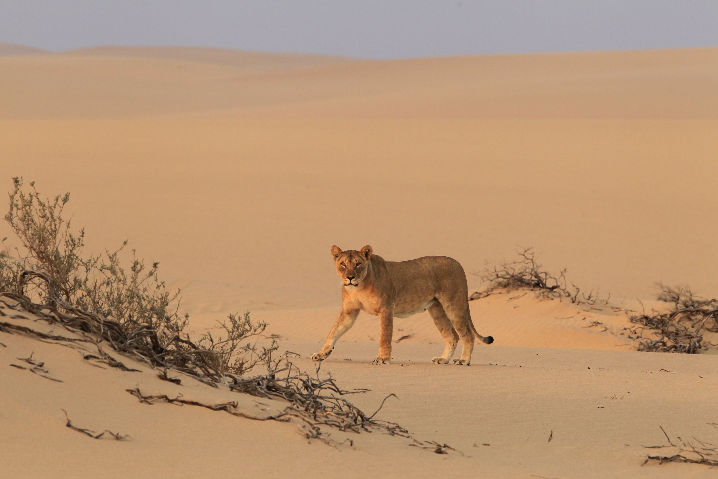 5 Days Namibia Safari to Southern Skeleton Coast