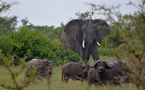 8 Day wildlife Uganda safaris with chimps in Kibale forest