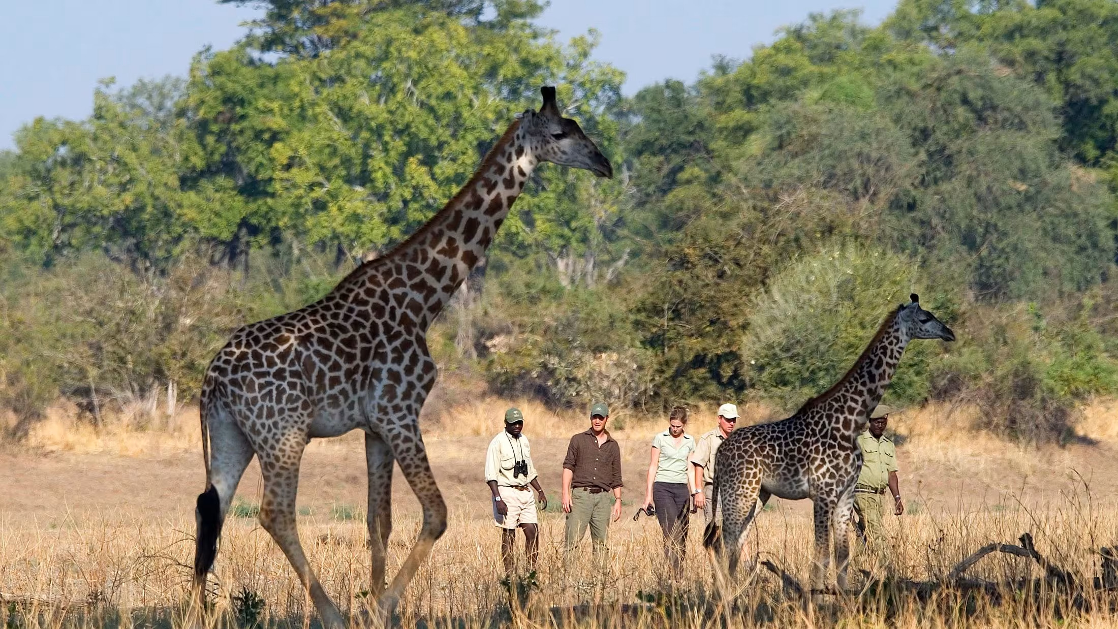 8 Days Zambia African Safari and Zimbabwe Victoria Falls Tour