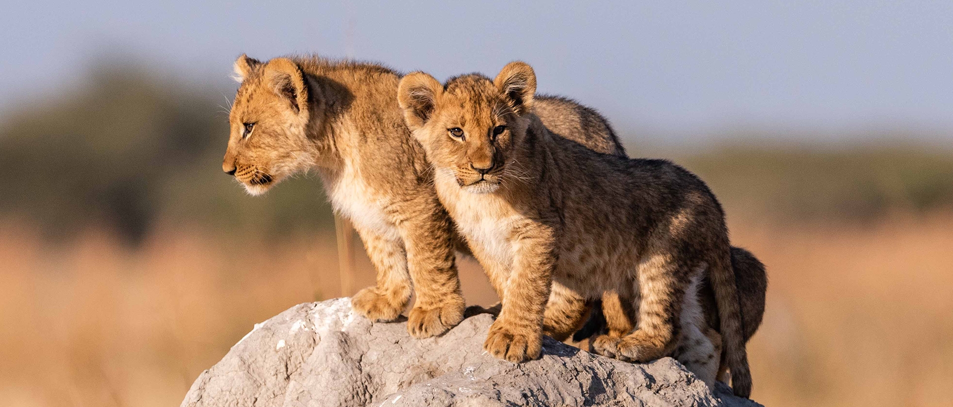 5 Days Best Kenya African Safari and Zanzibar Beach Holiday