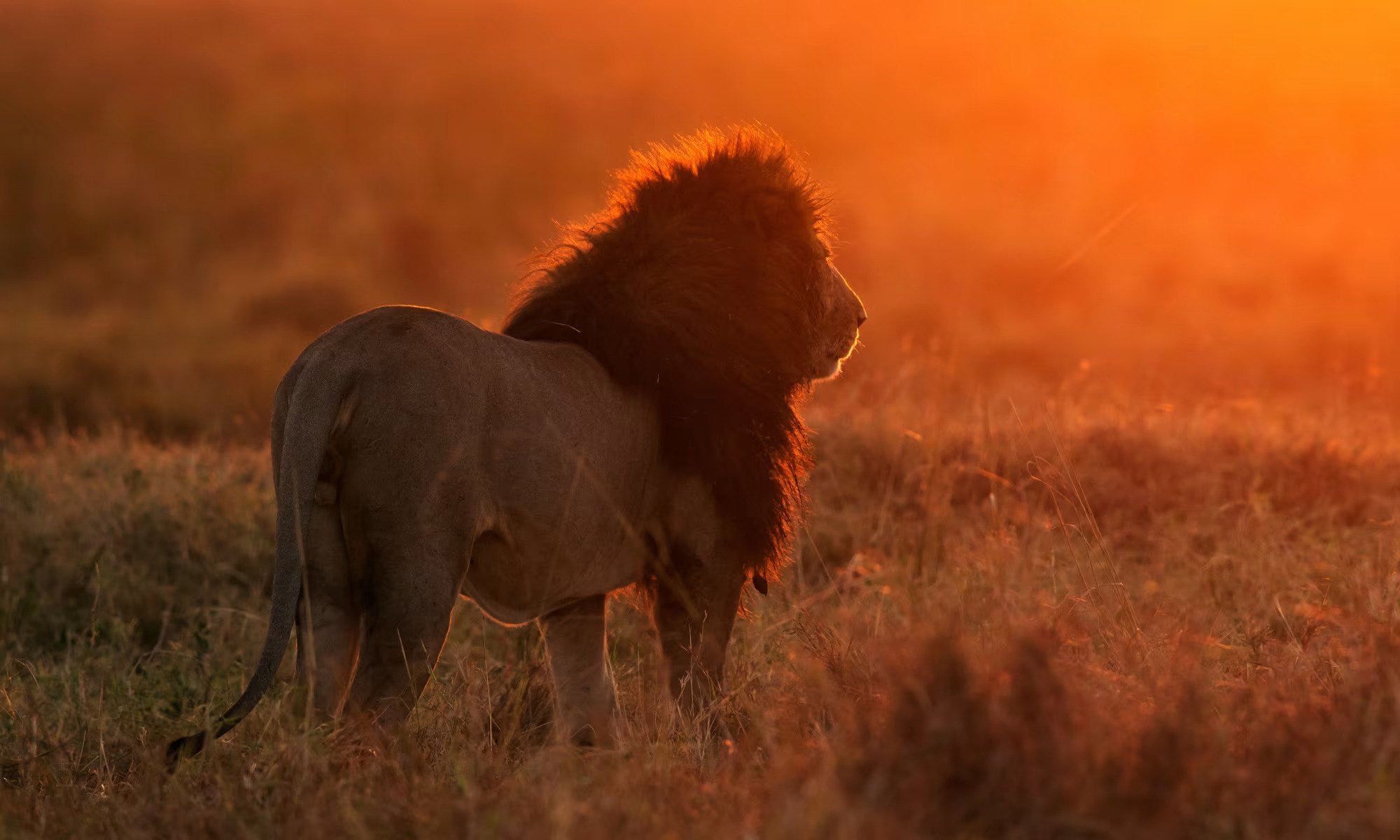 4 Days Best Masai Mara and Lake Nakuru Kenya Safari