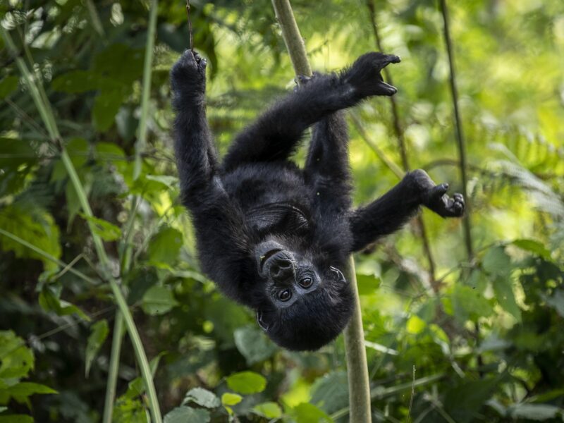 5 Day Safari Tour Rwanda with Uganda Trip
