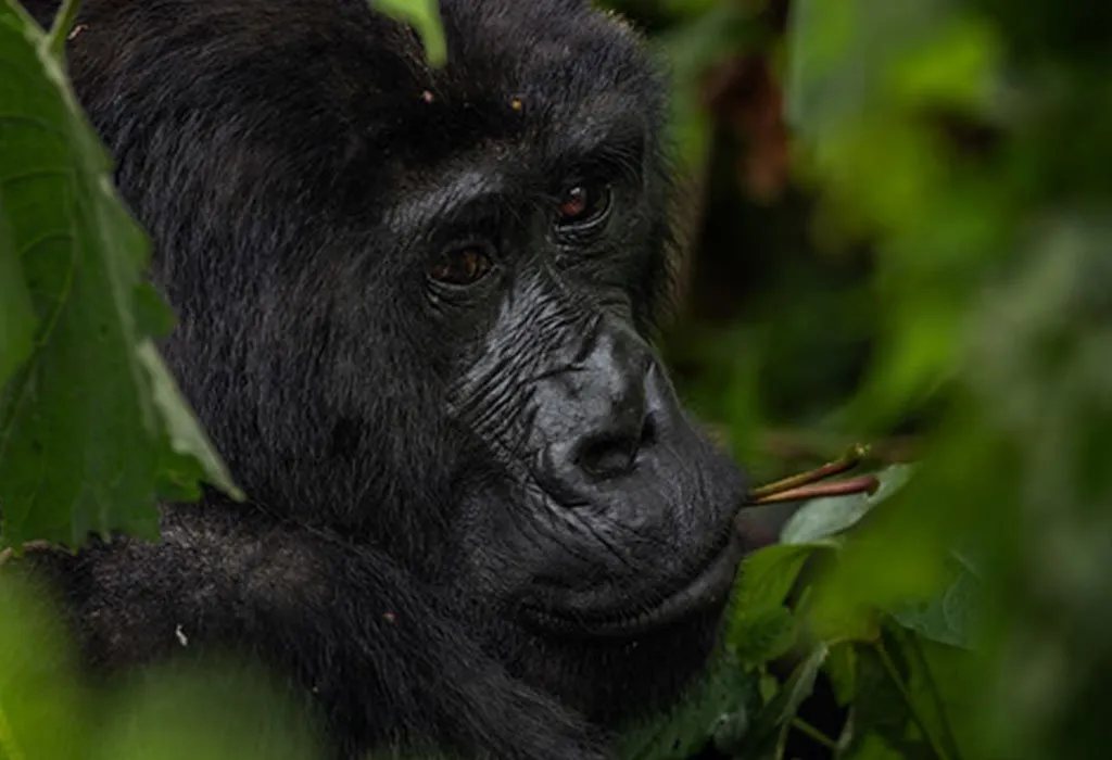 5 Day Best Rwanda Safari Tours with Primates