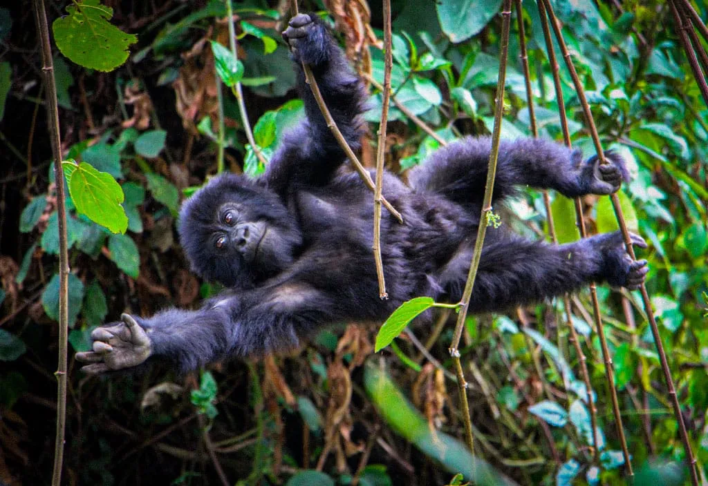 6 Day Rwanda tour Kigali with Uganda safari