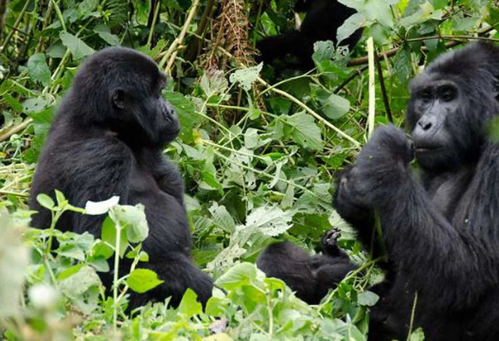 6 Day Rwanda Safari Tours with Active Adventures