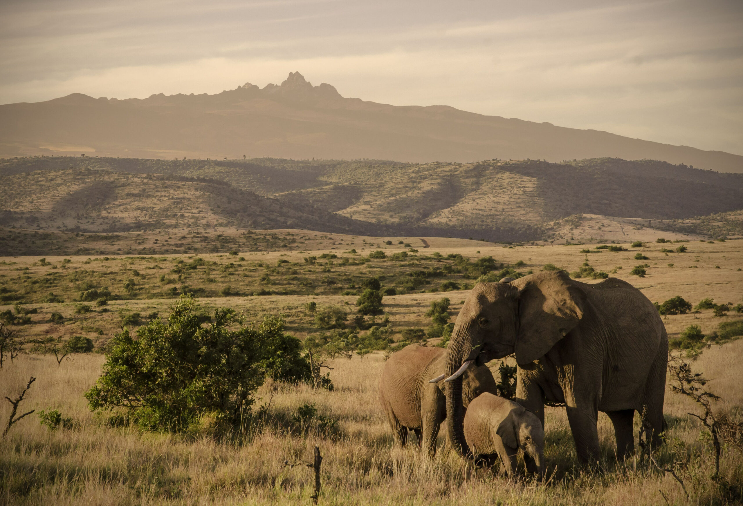 3 Days Kenya African Safari to Laikipia Plateau