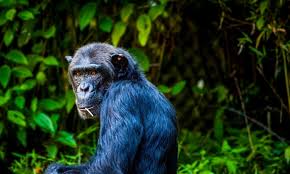 Nyungwe National Park 