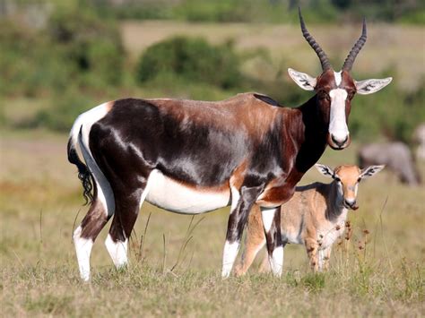 Bontebok National Park 