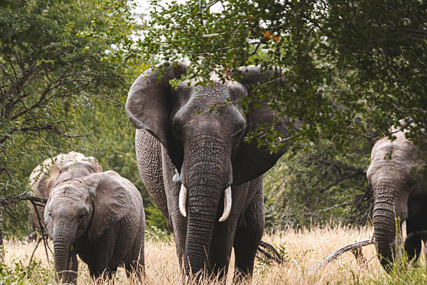 Sabi Sand Reserve