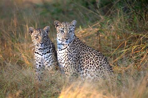 MalaMala Game Reserve