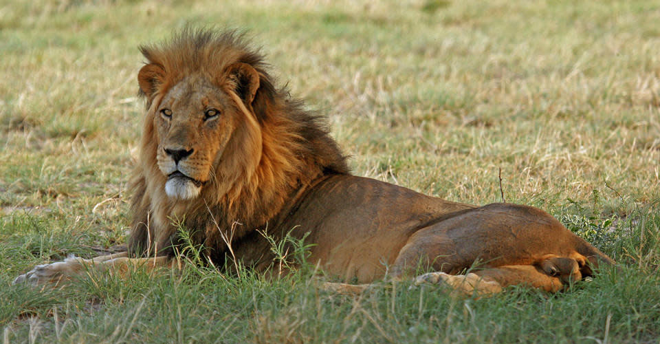 Manyeleti Game Reserve