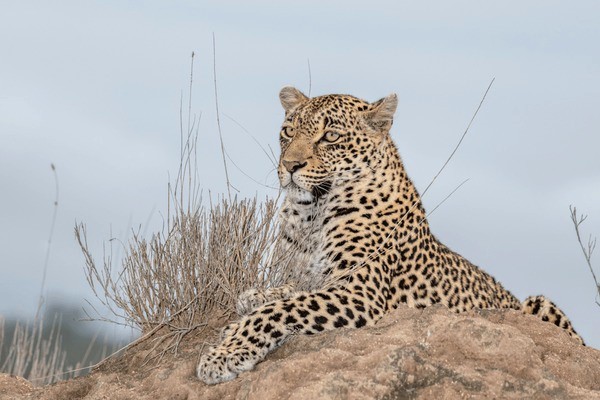 Djuma Game Reserve