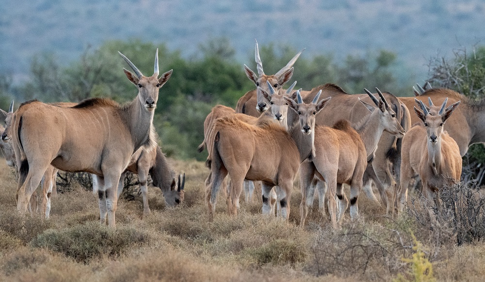 Samara Karoo Reserve