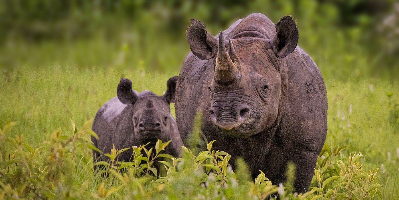 Kuzuko Game Reserve