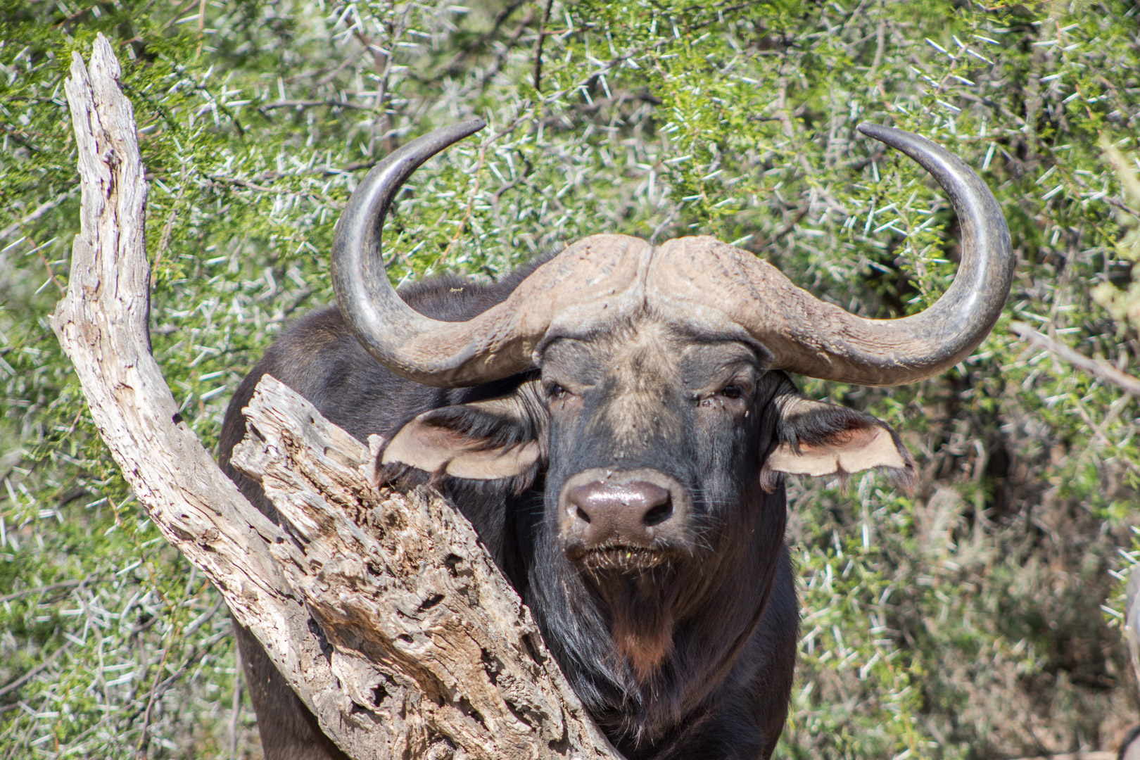 Gondwana Game Reserve