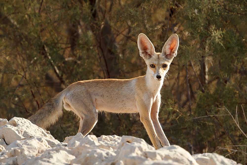 Abu Galum Protected Area