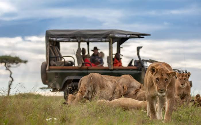 Top 7 Reasons to Choose Uganda Rwanda Safaris for Your African Holiday